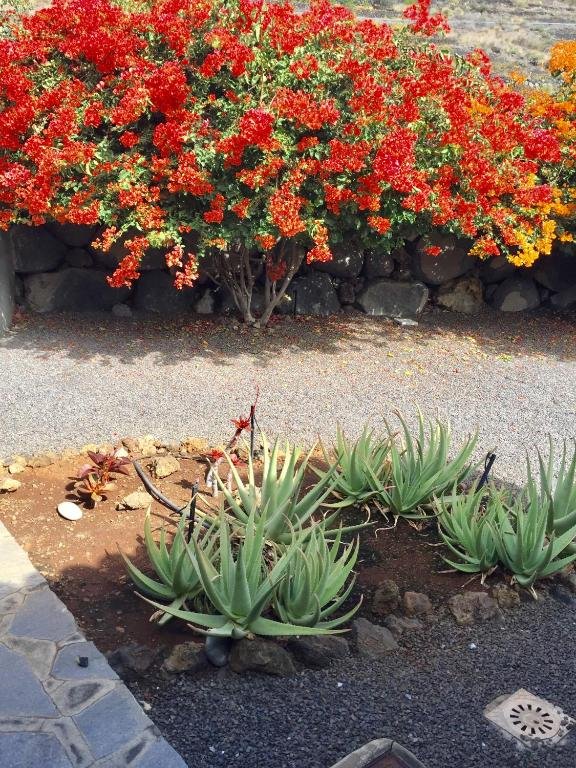 Jardín con aloe y buganvilla